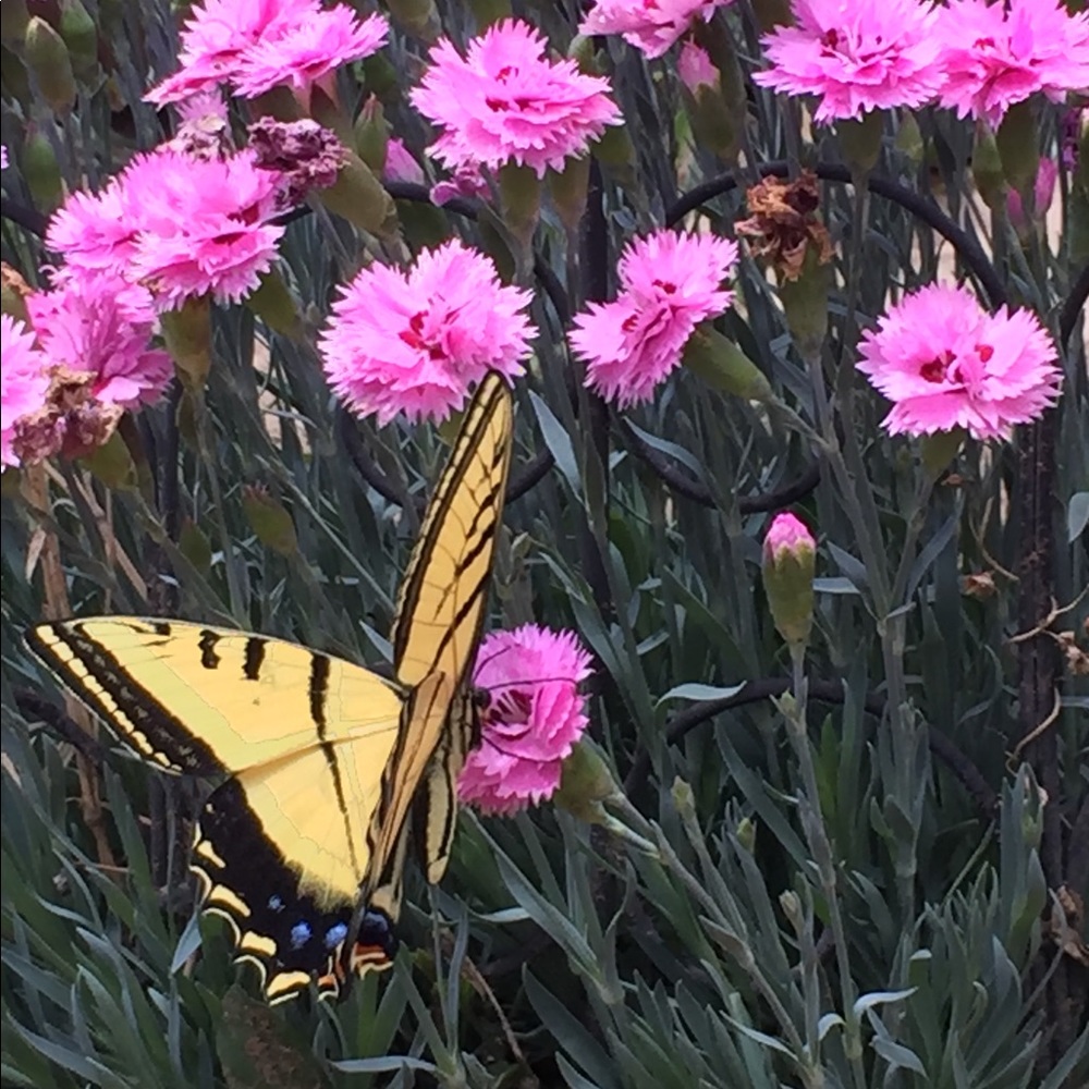 Meet your Posher, Angela